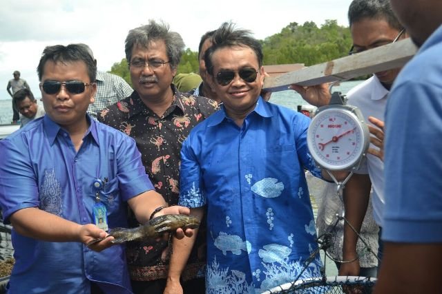 Balitbang KP Panen Ikan Kerapu Hybrid Berbasis IMTA